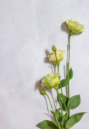Etstoms of light green color on a light gray marble backgroundの写真素材