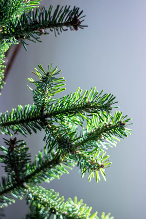 Spruce branch on a gray background. Backlightの写真素材