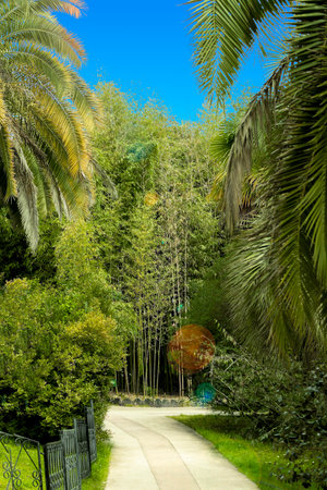 Stone path among palm trees and bamboo thicketsの写真素材