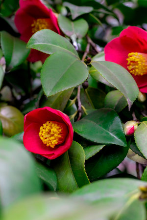 red camellia flower close-up. A red flower among the greeneryの写真素材
