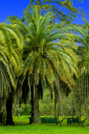 Palm tree in the park.の写真素材