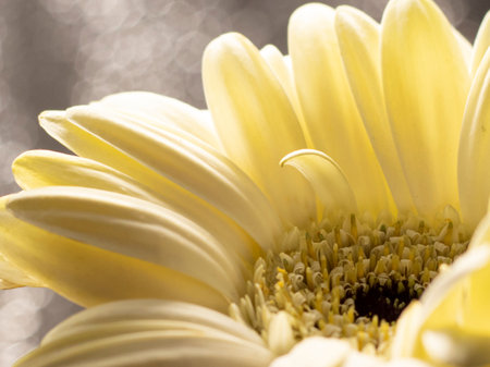 Yellow gerbera close-up on a gray backgroundの写真素材