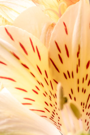 defocused background of white petals of alstroemeria flowerの写真素材