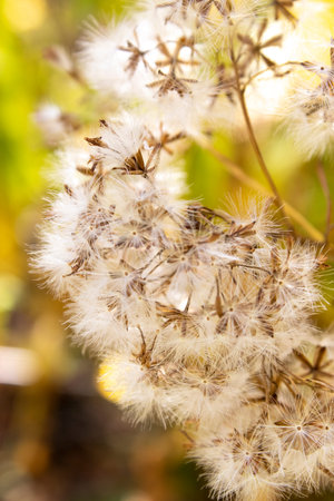 Dandelion seeds on a blurred background. Shallow depth of field