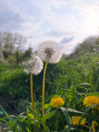 White dandelion close-up in green grass.の写真素材