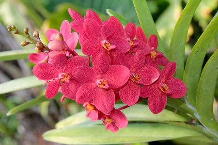 beautiful delicate flower of an orchid