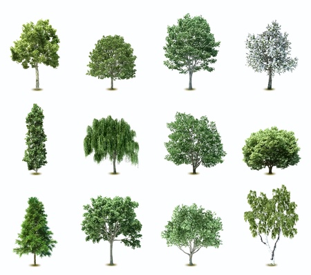 Illustration of a set of variety of treesのイラスト素材