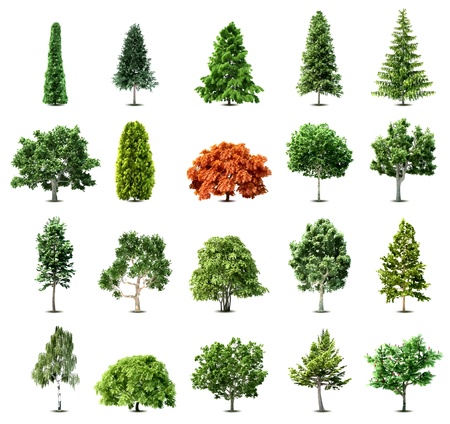 Set of trees isolated on white background