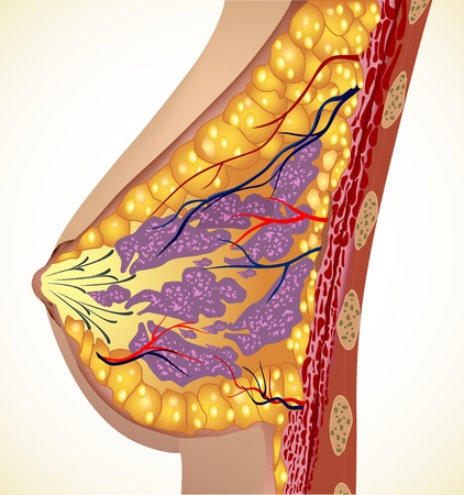 Anatomy of the breast のイラスト素材