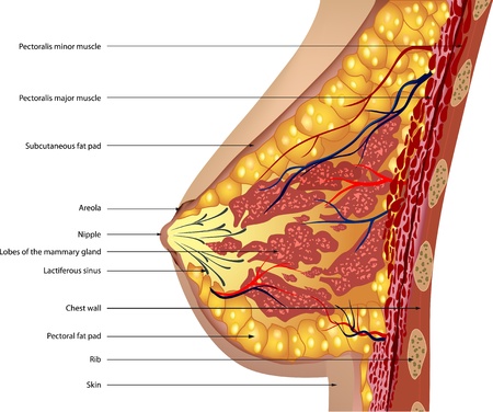 Anatomy of the breast  Vectorのイラスト素材