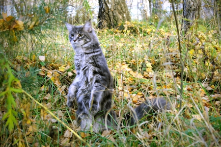 Playful Cat Maine Coon in a forest in autumnの写真素材