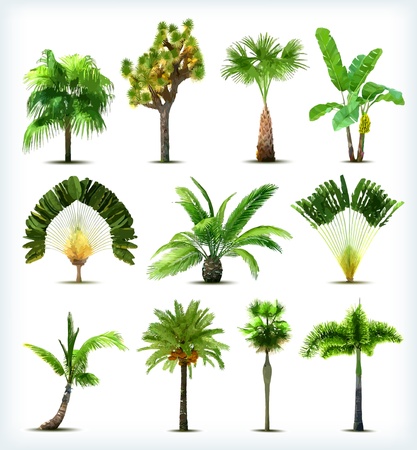 Set of various palm trees. Vector illustrationのイラスト素材