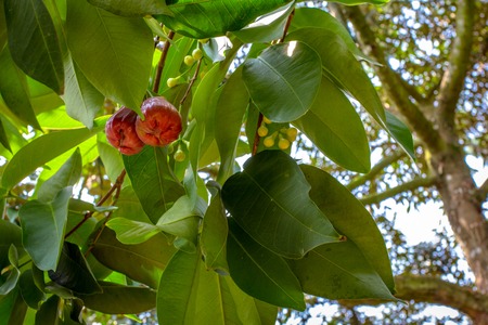 Growing rose apples on treeの写真素材