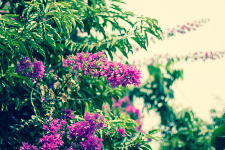 Pink flowers holding on air with blue skyの写真素材