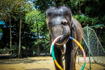 THAILAND, KOH SAMUI, 4 APRIL 2013 Elephant show in jungle