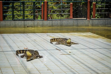 THAILAND 4 APRIL 2013 Crocodile show at Koh Samui zooの写真素材