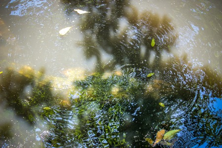 Crocodile in pond on farm zoo thailandの写真素材