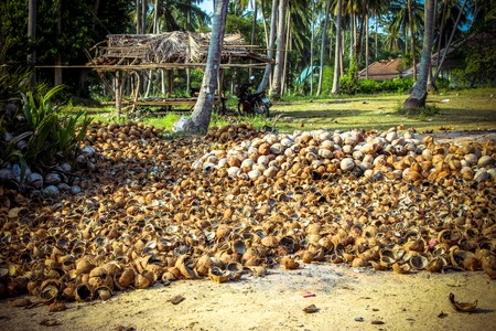 Stack of the coconut in farm for coconut oil industry on Koh Samuiの写真素材
