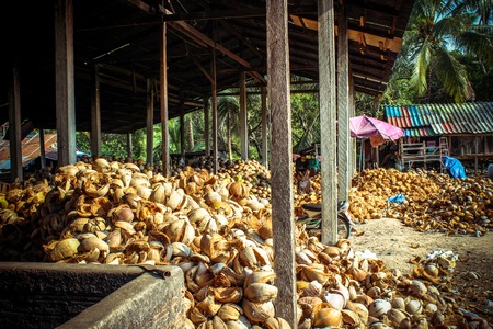 Stack of the coconut in farm for coconut oil industry on Koh Samuiの写真素材