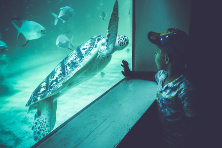 boy watching sea turtle in an aquariumの写真素材