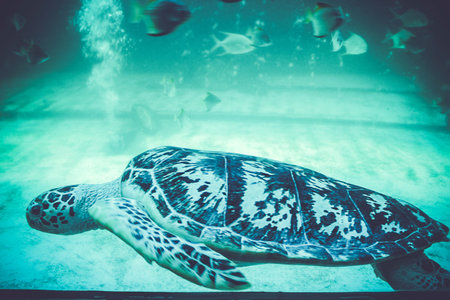 Sea turtles in blue oceanarium
