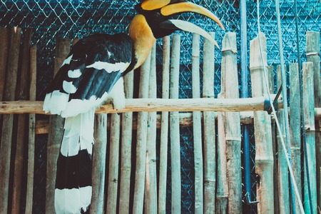 exotic bird in cage zooparkの写真素材