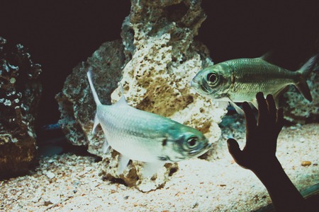 Underwater image of coral reef, fish and handの写真素材
