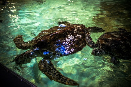 Sea turtles in blue oceanariumの写真素材