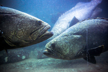 Underwater image of coral reef and Masked Fish