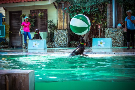 Sea ââlion playing in the zoo on island of Koh Samui. Thailandのeditorial素材
