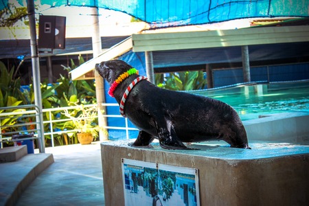 Sea ââlion playing in the zoo on island of Koh Samui. Thailandのeditorial素材