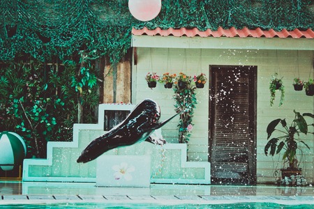 Sea ââlion playing in the zoo on island of Koh Samui. Thailandのeditorial素材
