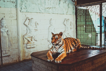 Female tiger sitting on the table and posing for camera in Thailandの写真素材