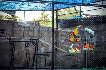 cockatoo parrots and macaws ride bikes on the distillation in zoo Koh Samui Thailandの写真素材
