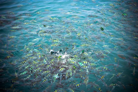 Underwater close up of hungry striped fish eating bread in Andaman sea. Thailandの写真素材
