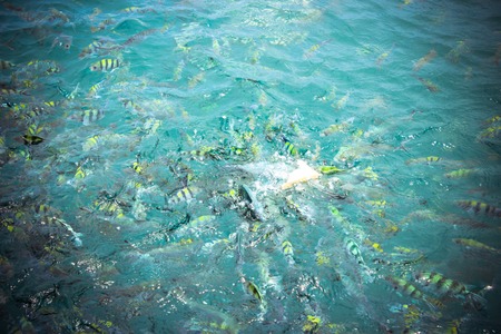 Underwater close up of hungry striped fish eating bread in Andaman sea. Thailandの写真素材