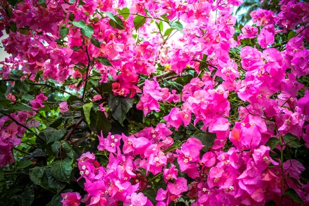 Bougainvillea flowers in garden, Thailandの写真素材