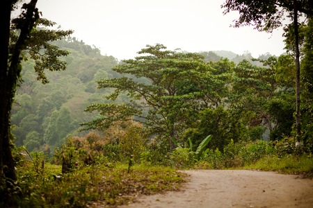 path through the jungle forest in Koh Samui. Thailandの写真素材