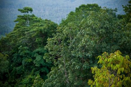 Trees in jungle at Koh Samui Viewpoint, national park, Thailandの写真素材