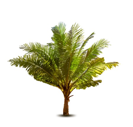 Palm tree. Vector illustrationのイラスト素材