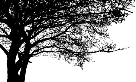 Big tree and branches silhouette. Detailed vector backgroundのイラスト素材