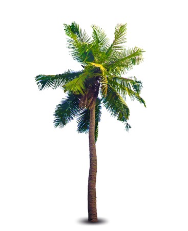 Vector illustration of the palm treeのイラスト素材