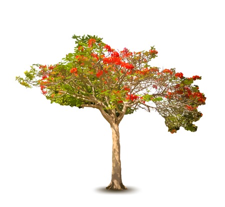 Isolated beautiful blossom vector tree.のイラスト素材