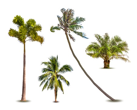 Different tropical palm trees. Vectorのイラスト素材