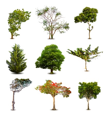Collection Of Trees isolated On White Background. Vectorのイラスト素材