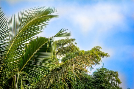 View of palm, trees against skyの写真素材
