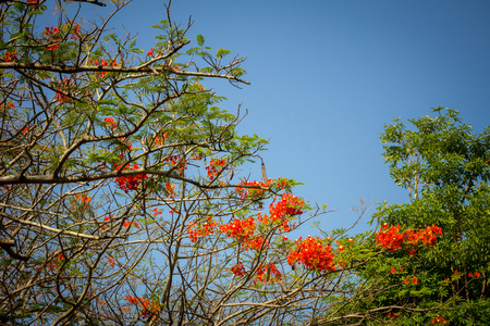 Beautiful red flowers with blue skyの写真素材