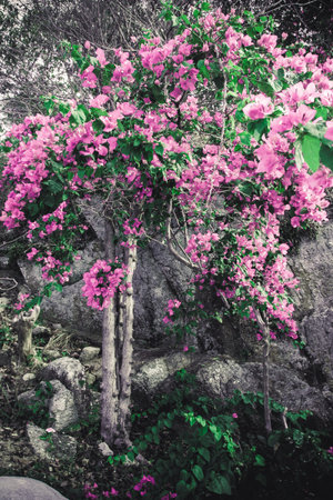 Flowering bush in a park on Thailandの写真素材