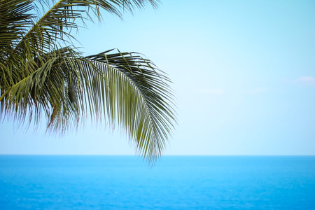 Palm tree on the skyの写真素材