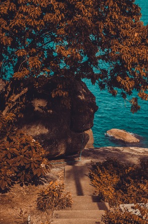 Trees on the Sea Coastの写真素材